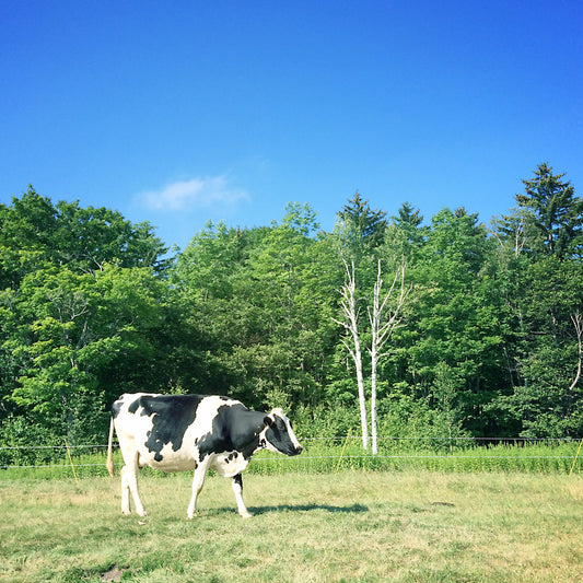 中東伝統刺繍のストール